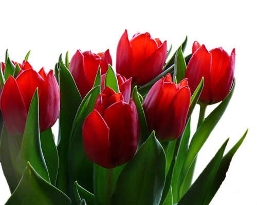 Png Lale Resimleri, Tulip Png Pictures - Red Tulips Art Poster Print 24x18 Inch (500x400)