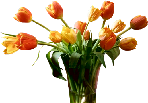 Png Lale Resimleri,png Tulip Képek,virágok - New Year Greetings Message (520x363)