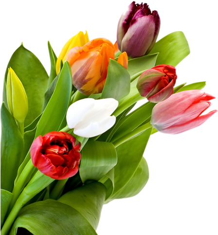 Png Lale Resimleri, Tulip Png Pictures - Клипарт Тюльпаны На Прозрачном Фоне (500x500)
