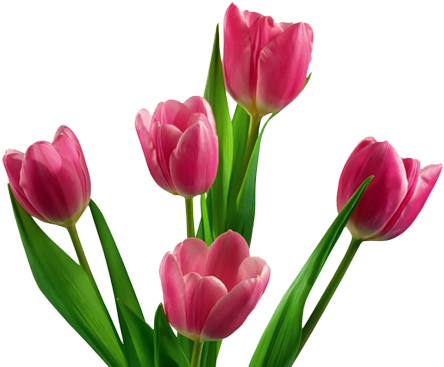 Pink Tulip Png - Tulip Png (504x432)