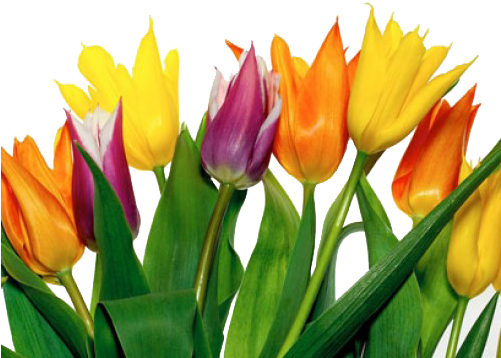 Believe - Tulips (500x375)