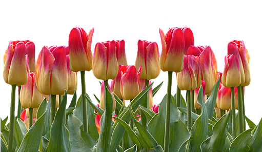 Tulips, Spring, Easter, Nature, Flowers, Blossom, Bloom - Cafepress ! Samsung Galaxy S8 Case (510x340)