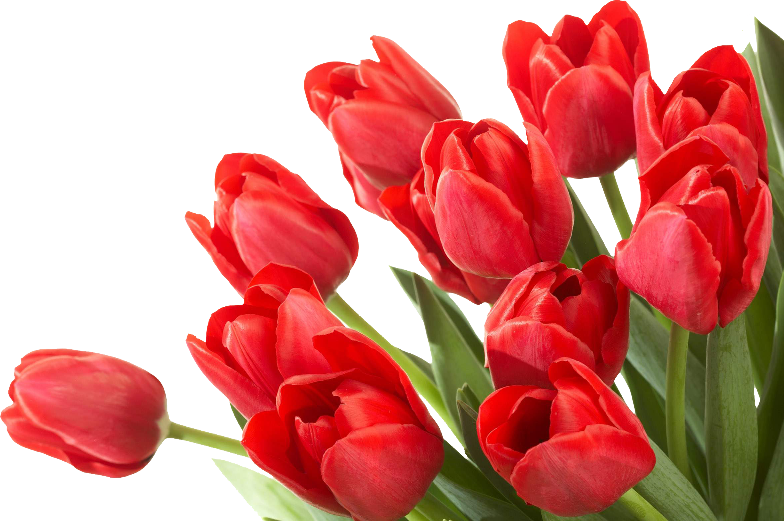 Flower Tulip Desktop Wallpaper - Trenčín Castle (2749x1828)