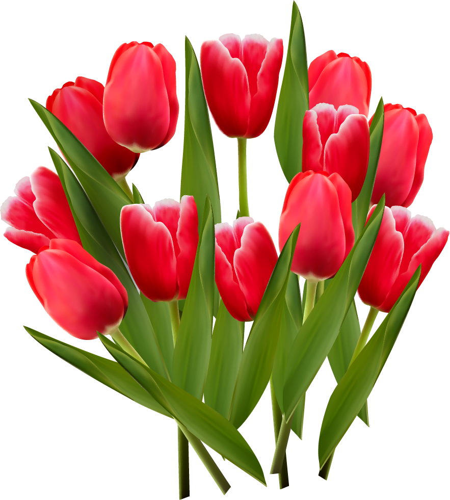 Tulips Clipart Transparent (883x981)