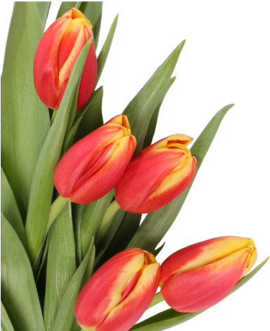 Png Lale, Png Tulips, Png Lale Resimleri, Png Tulips - Sveikinimai Motinos Dienos Proga (600x600)