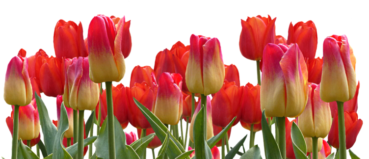 What Do Tulips Remind You Of - Thanks With Flowers (777x437)