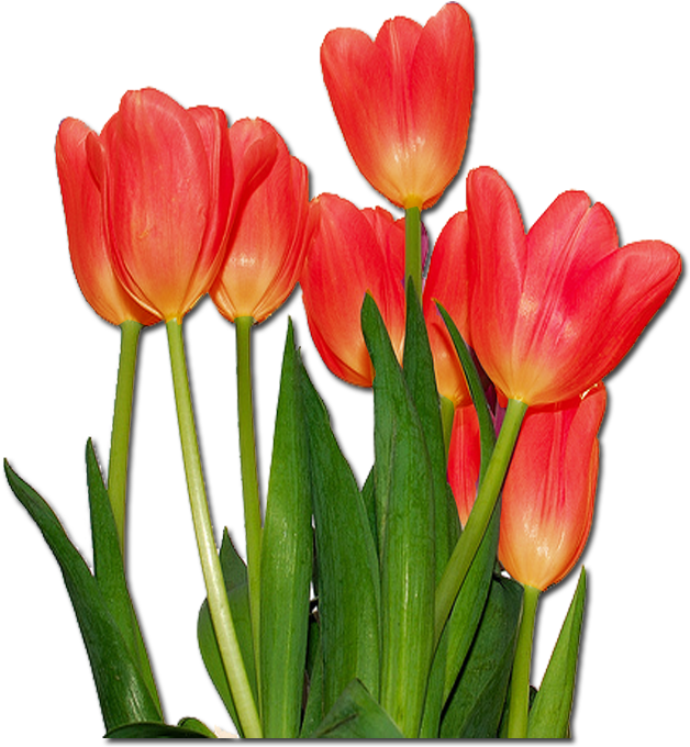 Tulipanes De Colores Png - Tulips Flowers (1000x1000)
