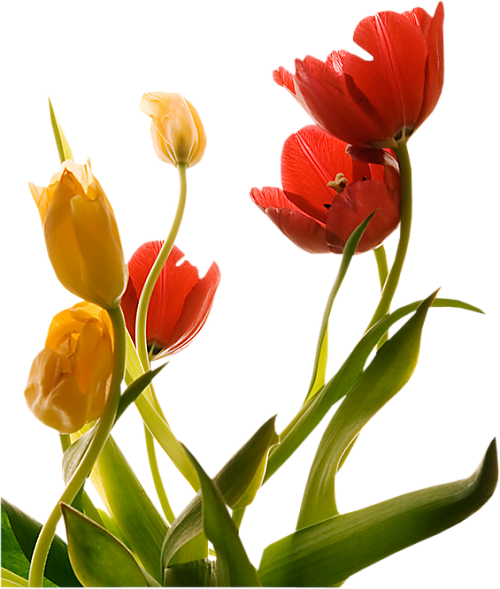 Png Lale Resimleri,png Tulip Képek,virágok - Fruit (500x589)