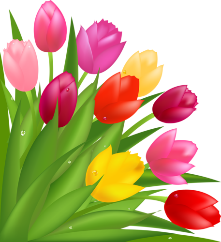 Pink Tulips - Background Vector Flower Tulip (457x500)