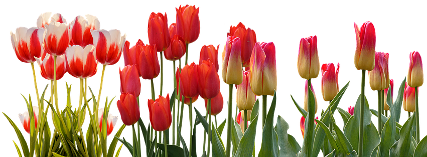 Spring Parade Of Tulips - Tulip Png (854x340)