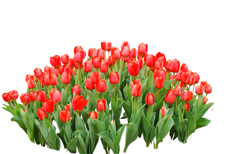 Tulip Red Flower - Png Red Tulup (796x567)