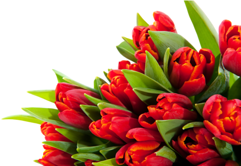 Png Lale Resimleri, Tulip Png Pictures - Alles Gute Zum Geburtstag Blumen (500x333)