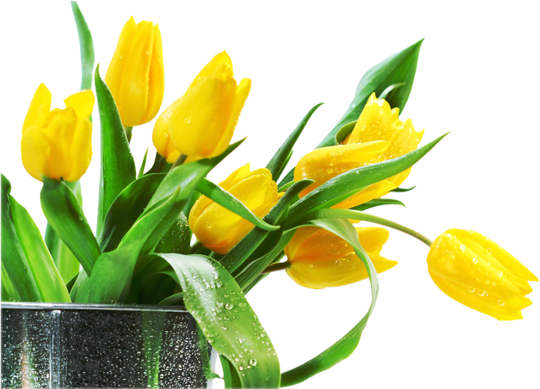 Png Lale, Png Тюльпаны,png Tulips, Png Tulipán, Laleler, - Yellow Tulips Happy Birthday (800x552)