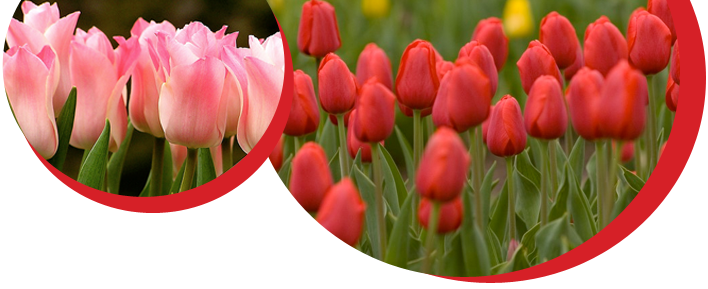 Pretty Tulips - Tulip (708x289)