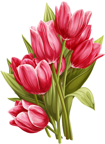 Png Lale Resimleri, Tulip Png Pictures - Tulips Png (365x500)