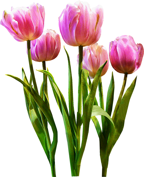 T-shirt Tulip Cut Flowers Pastel - Pastel (571x700)