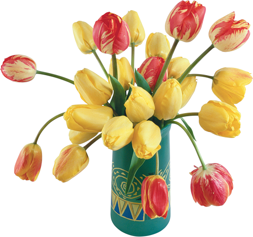 Png Lale Resimleri, Tulip Png Pictures - Feliz Cumpleaños En Portugues (500x467)