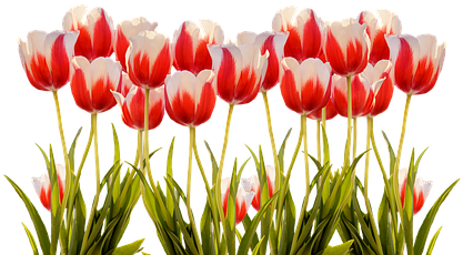 Tulips, Spring, Nature, Flower, Flowers - Tulip Field Png (453x340)