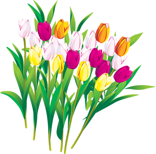Png Lale Resimleri, Tulip Png Pictures - Ti Mando Un Saluto (500x493)