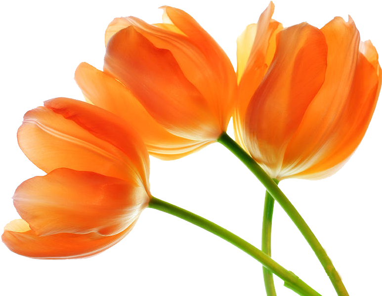 Tulip Png Images - Tulip (900x600)