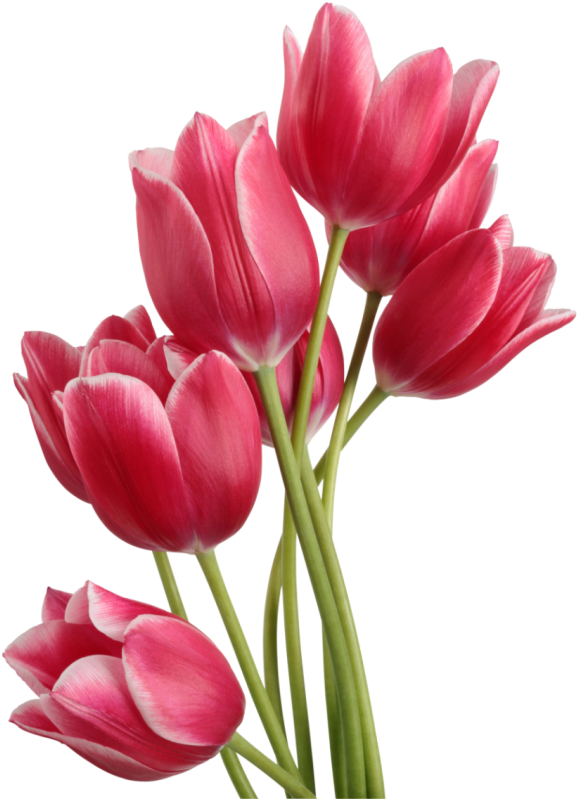 Tulips Png Image - Tulip Png (635x800)
