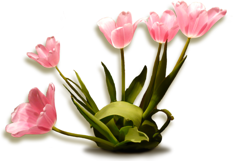 Tulips,тюльпаны - Tulip (800x548)