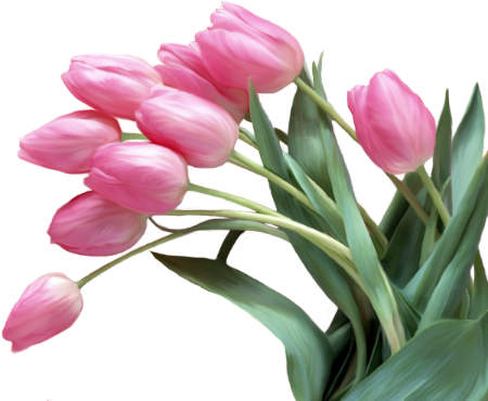 Png Lale Resimleri, Tulip Png Pictures - あび様は享年17歳でこの世を去ったのであります 1 [書籍] (480x384)