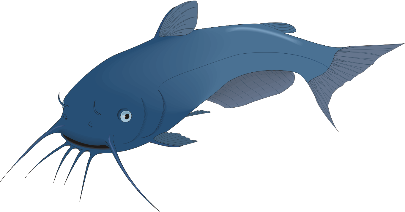 Airbreathing Catfish Walking Catfish Angling Fishing - Catfish Clip Art (1504x840)