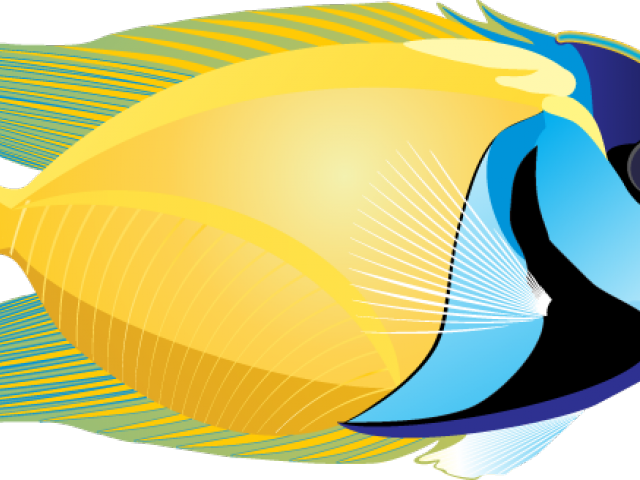 Marine Fish Clipart Angle Fish - Fish On White Background (640x480)