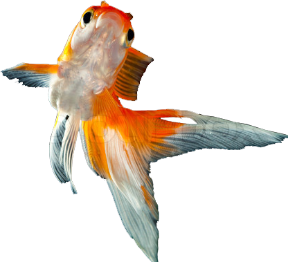 New Goldfish - Gold Fish In Png (416x379)