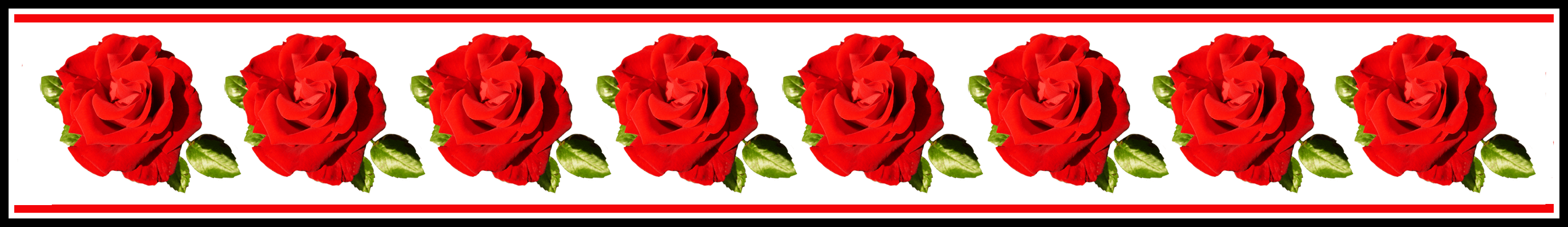 Awesome Flower And Frames Picture For Rose Border Style - Rose (2783x404)