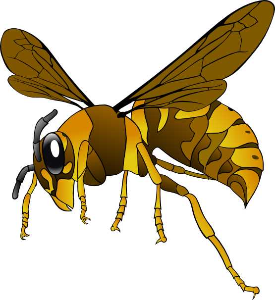 Bees Clipart Lebah - Hornet Clipart (555x606)