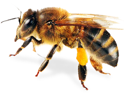 Foul Brood Quiz - Honey Bee Pillow Case (402x310)