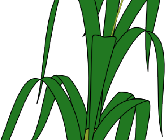 Drawn Wheat Palay - Wheat Plant (640x480)