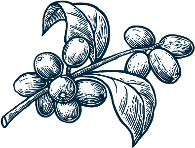 Coffee Plant - Hand Drawn Coffee Bean (400x400)