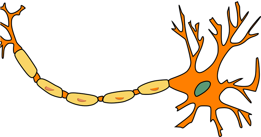 Adcd Czxdcfasdc Asddcsdcasc Saccadxcadc - Nerves Clipart (842x460)