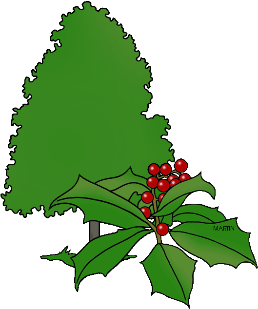 State Tree Of Delaware - Delaware (561x648)