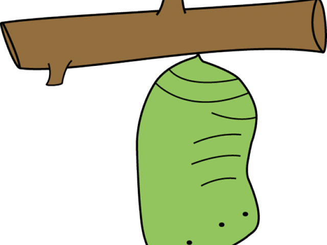 Chrysalis Cliparts - Cocoon Clipart (640x480)