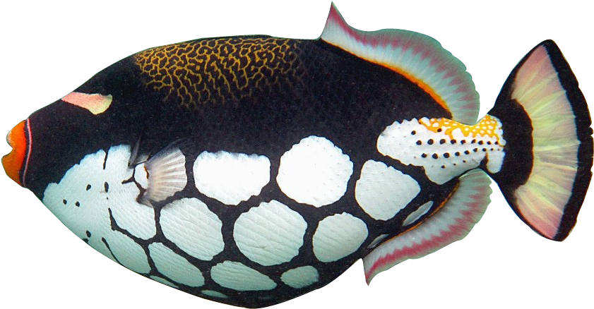 Tropical Fish 1 2 3 - Trigger Fish Clip Art (882x476)