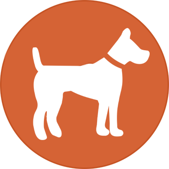 Available Puppies - Petland Knoxville (350x350)