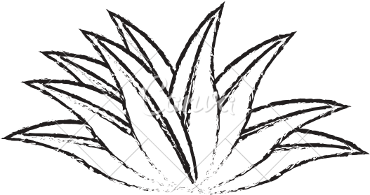 Plant Leaves Sketch - Vector Graphics (550x550)