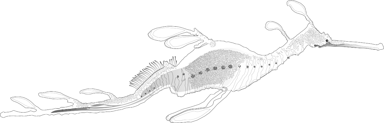 Dragon Drawings Black And White 24, Buy Clip Art - Sketch (1280x411)