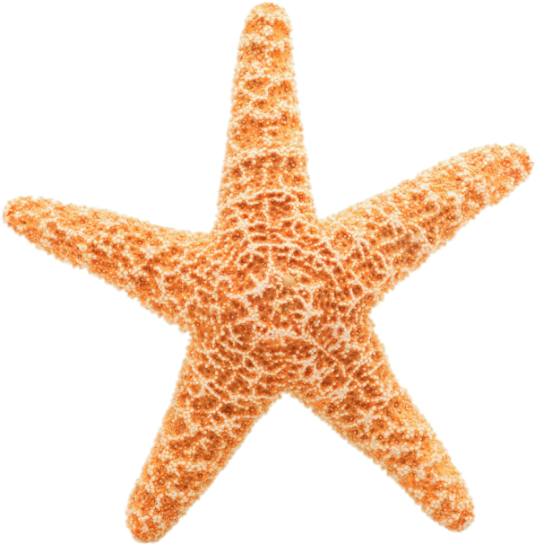 Pin Starfish Clipart Transparent Background - Star Fish White Background (800x668)
