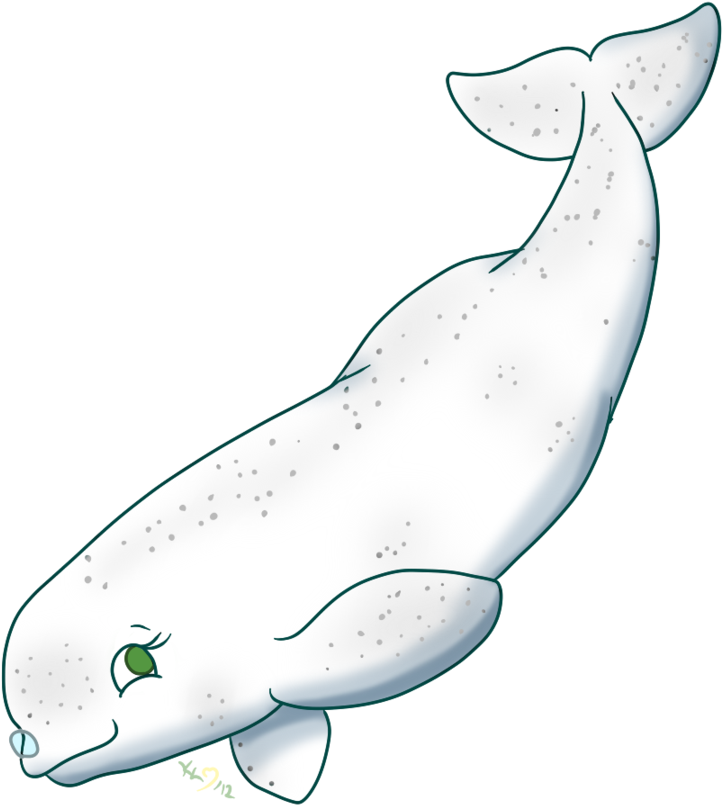 Cute Beluga Whale Drawing (900x900)