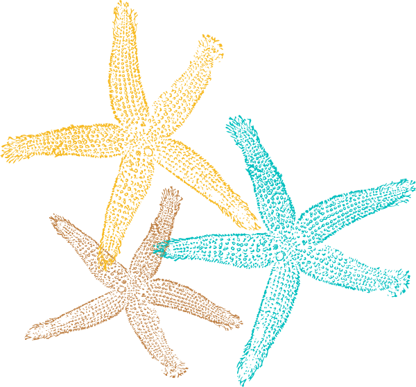 Starfish Clip Art Transparent Background (600x558)