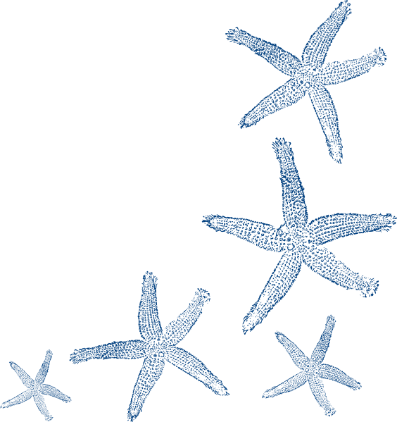 Starfish Outline - Navy Blue Starfish Clip Art (564x599)
