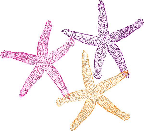 Starfish Clipart Border - Transparent Background Starfish Png (600x547)
