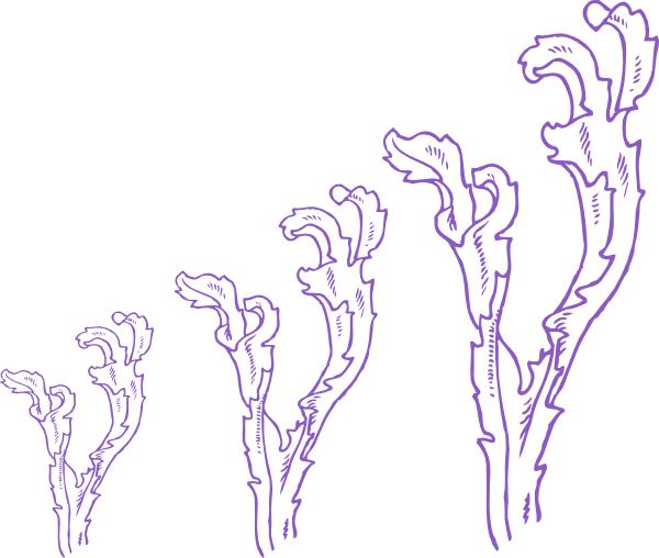 Seaweed Coloring Page - Seaweed Clip Art (600x508)