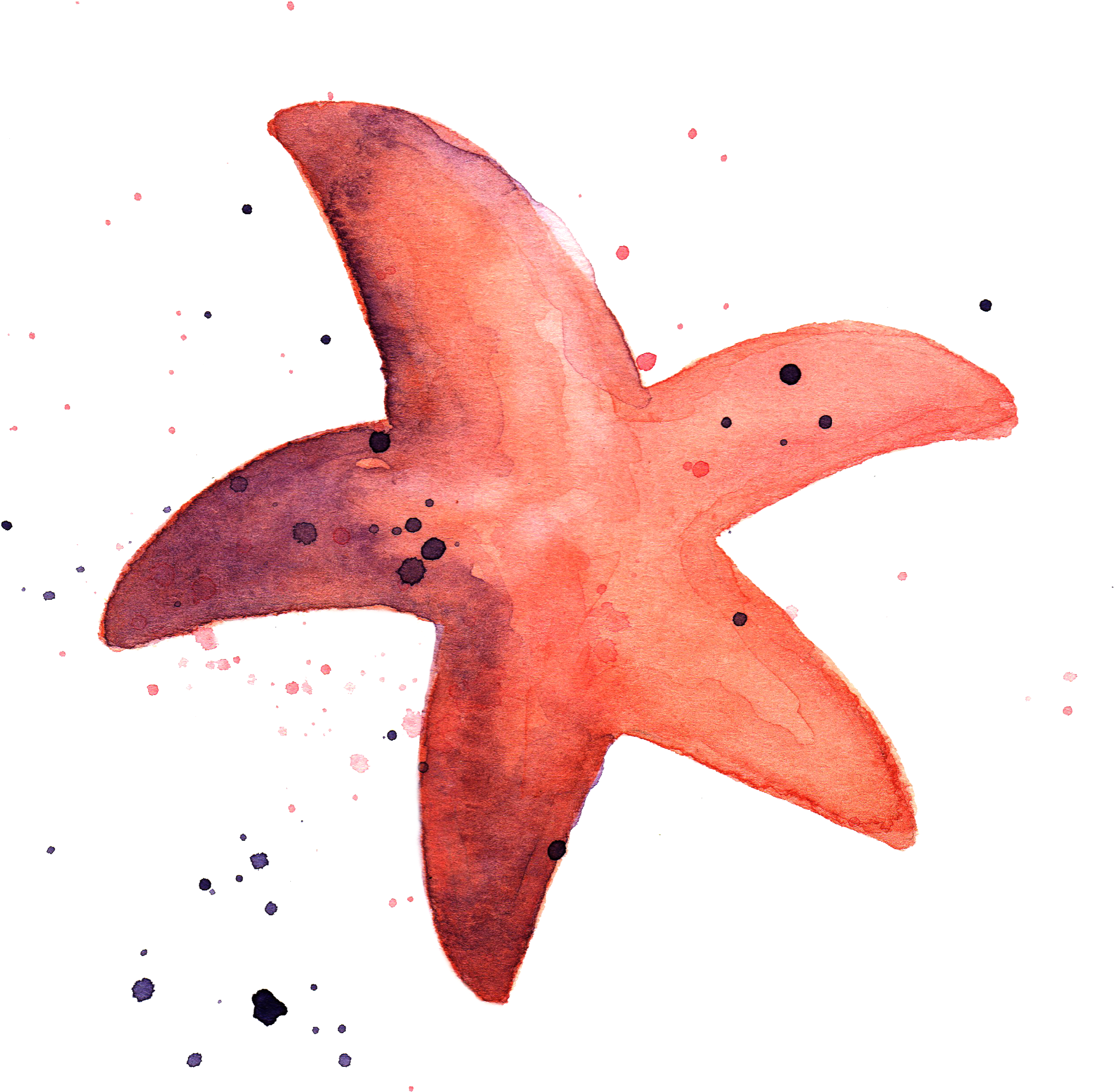 Dolphin Star Fish By Chrystal Elizabeth - Dolphin Star Fish By Chrystal Elizabeth (3000x3000)