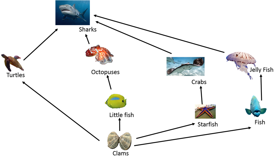 Food Chain In Great Barrier Reef (1100x557)